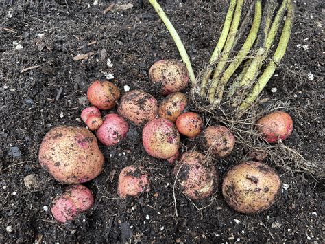 Unearthing Your Potato Harvest How Do You Know When To Dig Ap News