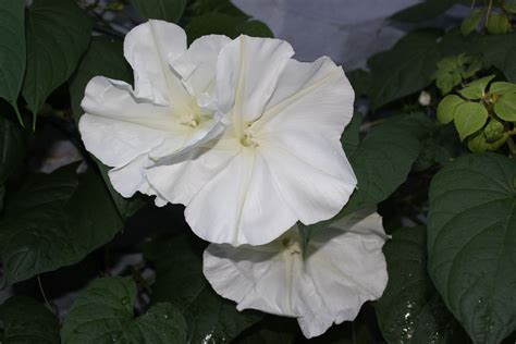 Moon Flowers They Smell So So Good Moon Flowers Flowers Garden