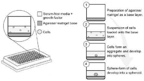 Formation Of Spheroids Using Either Agarose Or Matrigel As The Base