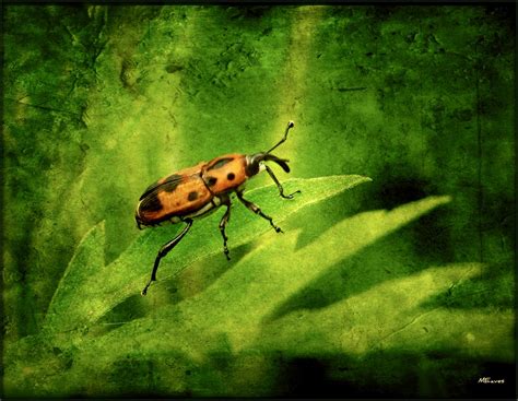 Bug 12 Small Insect Texture By Brenda Starr Mike Eaves Flickr