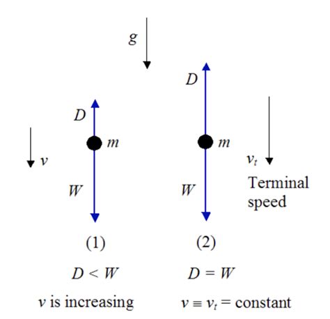 Physics 111 Fundamental Physics I Physics Of Skydiving