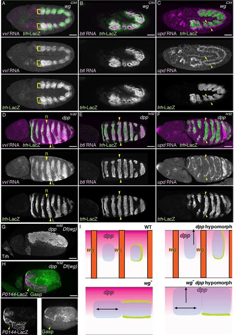 Multipotent Versus Differentiated Cell Fate Selection In The Developing