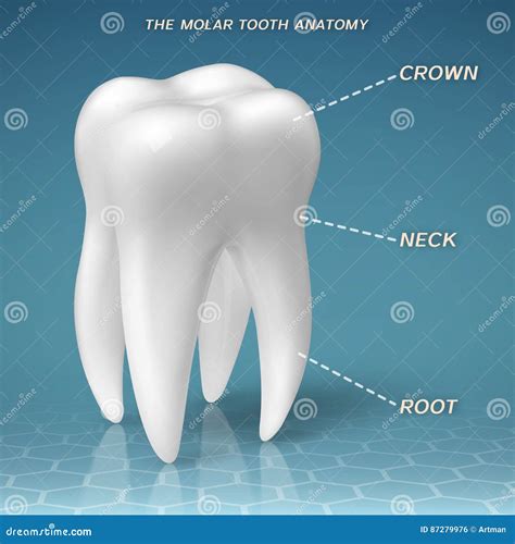 Molar Anatomy Crown Neck And Root Of Tooth Stock Vector