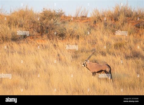 A Gemsbok On A Dune In The Kgalagadi Transfrontier Park Situated In