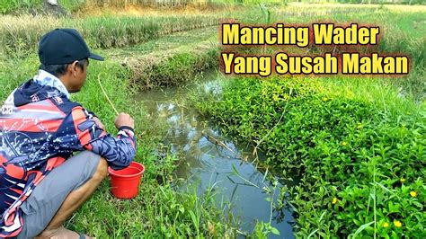 Mancing Wader Dekat Sawah Selokan Kecil Youtube