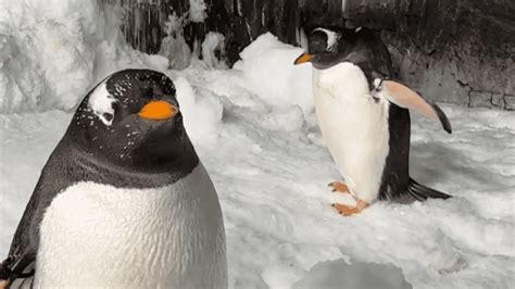 Penguins steal the show at SeaWorld's Penguin Awareness Day celebration