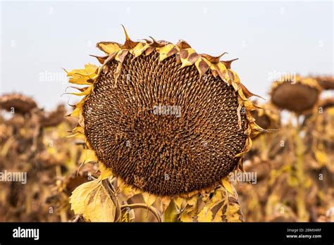 Dry Sunflower Seedheads Hi Res Stock Photography And Images Alamy