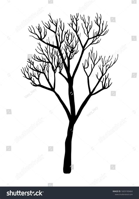 Naked Tree Silhouette Hand Drawn Vector Vector De Stock Libre De