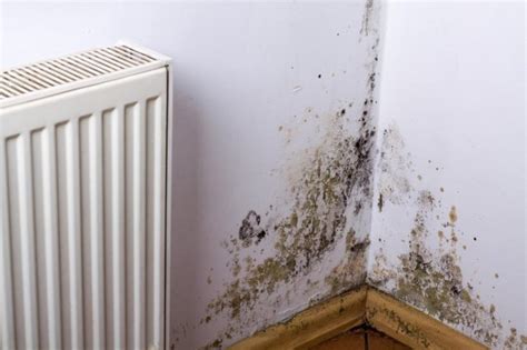 Signs You Might Need A Second Opinion On Your Black Mold Test Results