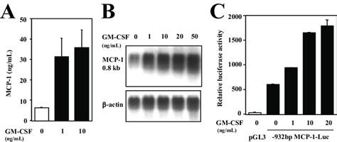 MCP 1 Expression Was Dose Dependently Increased By GM CSF At Protein