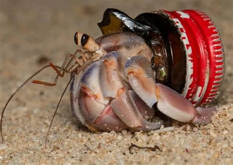 Hermit Crabs Are Using Trash As Shells Across The World Scientists