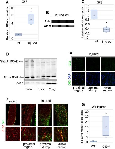 Gli Is A Key Factor In The Schwann Cells From Both Intact And Injured