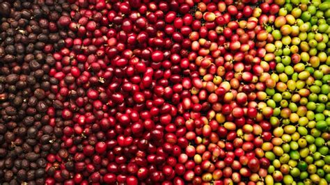 Robusta Cherry Coffee A Distinct Flavor