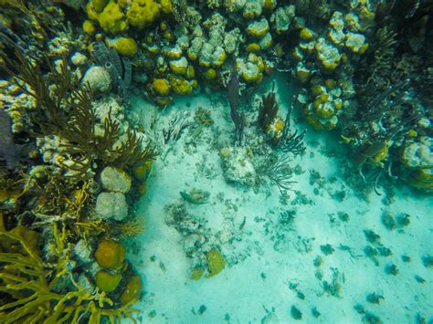 Snorkeling the MesoAmerican Reef: The Second Largest Reef in the World