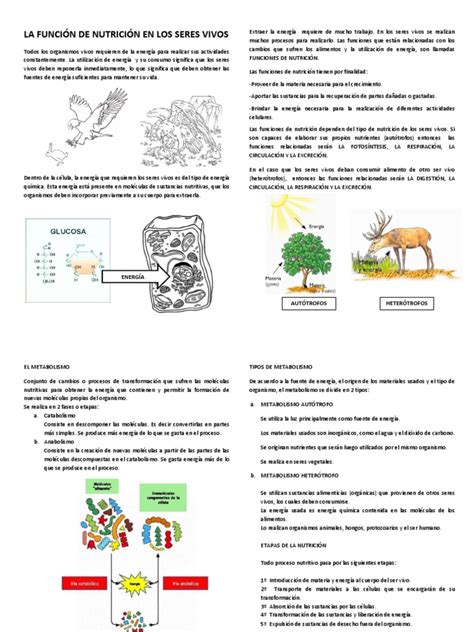 La FunciÓn De NutriciÓn En Los Seres Vivos