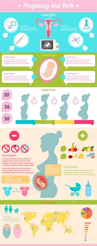 Pregnancy And Birth Infographic — Stock Vector © Art Liua 97182432