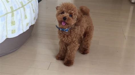 Teacup Poodle Full Grown Online