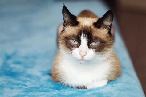 What Is A Snowshoe Siamese Cat?