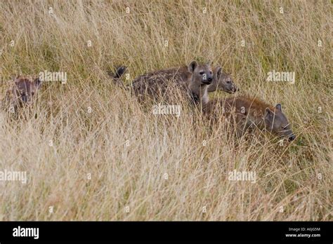 Spotted Hyenas Hunting Masai Mara Stock Photo Alamy