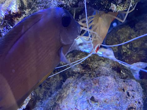 Skunk cleaner shrimp behavior? | Reef2Reef