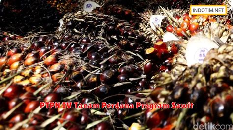 Ptpn Iv Tanam Perdana Program Sawit