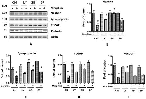 Inhibition Of Akt P38 And Jnk Attenuates Morphine Induced Decrease Of