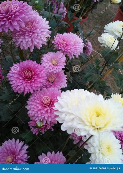 Light Pink and White Flowers Stock Image - Image of white, light: 107156607