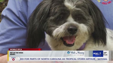 Pet Of The Week Benny The Shih Tzu Youtube