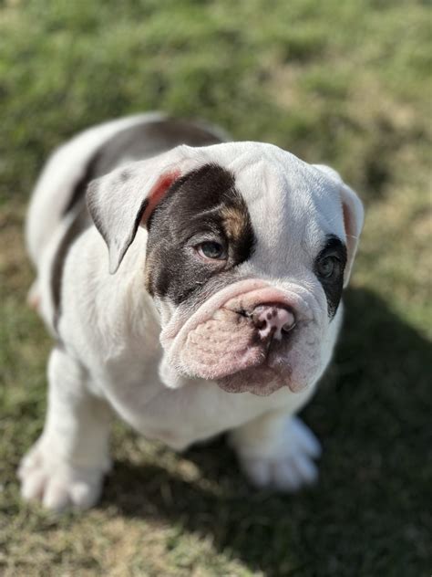 British Bulldog - Bullengarook - PetsForHomes