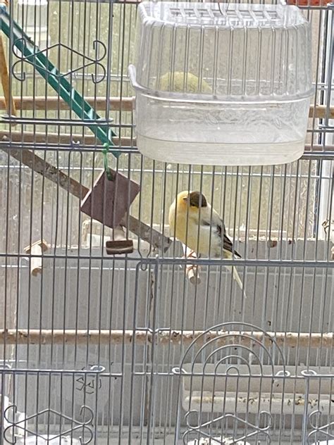 One of u/minoufio ‘S frill babies looks like my sunshine. She’s just a