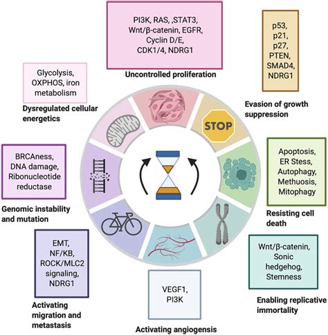 Iron Chelators in Cancer Treatment | Oncotarget