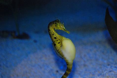 Pregnant Seahorse | Seahorse, Male seahorse, Animals