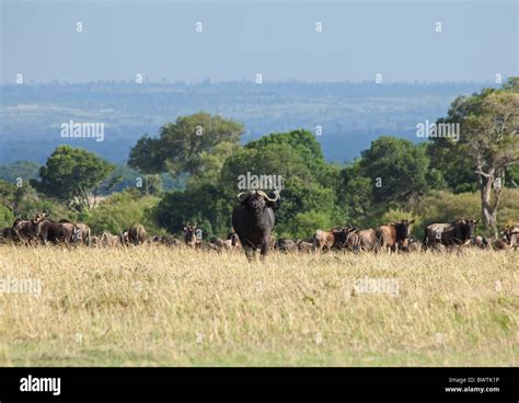 Cape Buffalo On Masai Mara Stock Photo Alamy