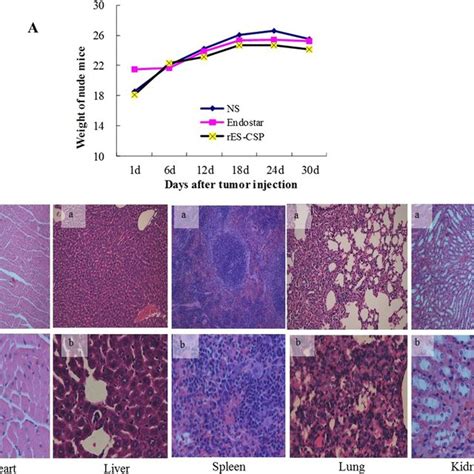 Inhibition Of Res Csp On Hepg Subcutaneous Xenograft In Nude Mice A