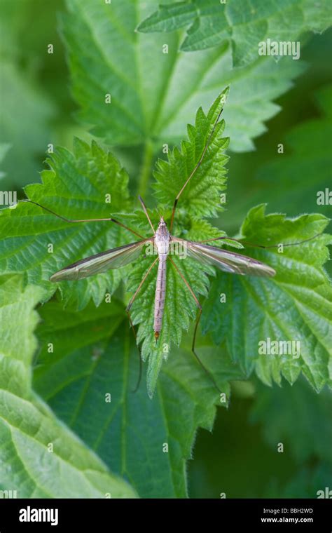 Crane Fly Tipula Oleracea Adult At Rest On Vegetation Stock Photo Alamy