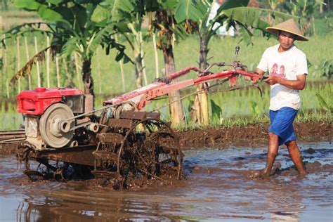 Rahasia Menjadi Petani Padi Sukses Kliktani