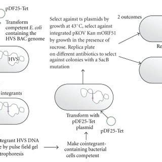 Schematic Of The Reca Mediated Recombination Method Used To Develop Hvs