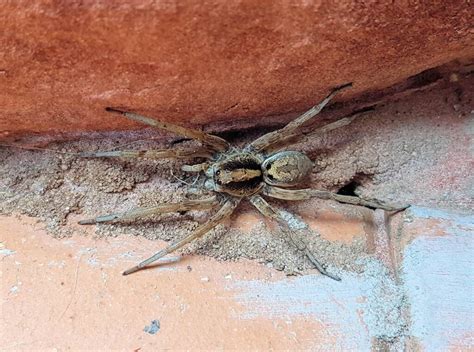 Wolf Spider Allocosa Sp Ausemade