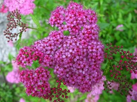 Buy Japanese Spiraea Anthony Waterer Online At Gardencentre Koeman