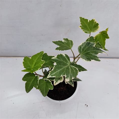 Hedera Helix Esther English Ivy Mini Nurserybuy