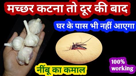 बिना दबाई बिना केमिकल घर से मच्छर भागने का घरेलू तरीका Home Remedy