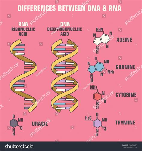 Vector Scientific Icon Spiral Dna Rna Stock Vector Royalty Free