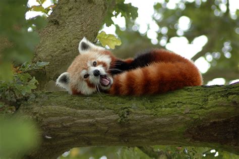 Panda Rojo Descubre Hechos Fascinantes E Informaci N Acer