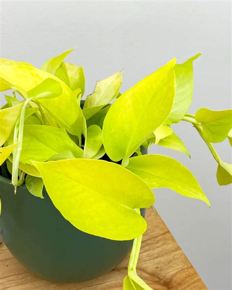 Epipremnum Aureum Neon Pothos Neon Plantvine