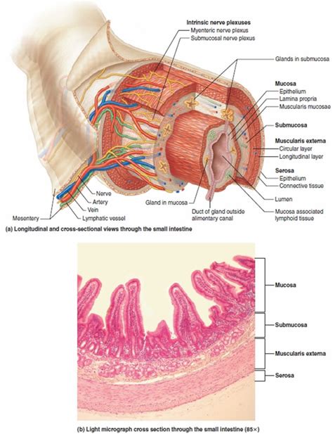 Duodenum anatomy, parts, location, duodenum function & problems