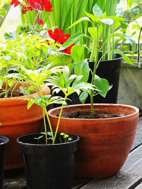 The Easiest Vegetables To Grow In Pots Story Clean Green Simple