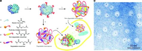 A Schematic Representation Of Nanocapsule Synthesis By In Situ