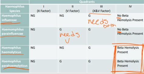 Haemophilus And Other Fastidious Gram Negative Rods Flashcards Quizlet