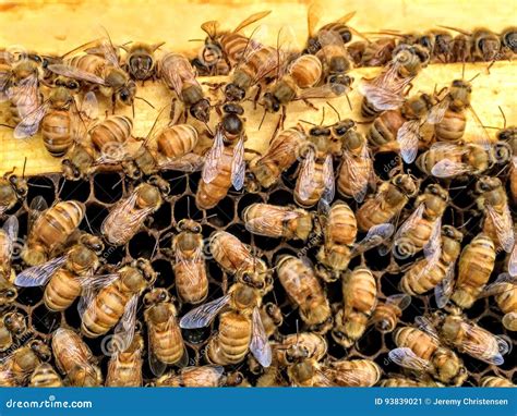 A Queen Laying Eggs On New Brood Frame With Uncapped Honey And Brood ...