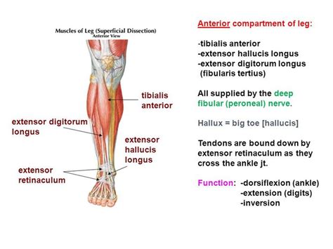 Muscles involved in dorsiflexion